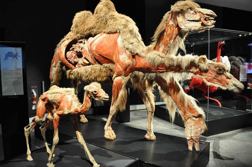 Camel Museum Dubai
